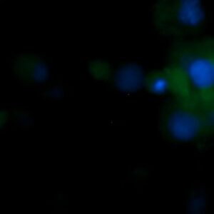 Human gamma-Synuclein AssayLite Antibody (FITC Conjugate)