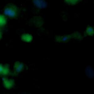 Human FGF-2 AssayLite Antibody (FITC Conjugate)