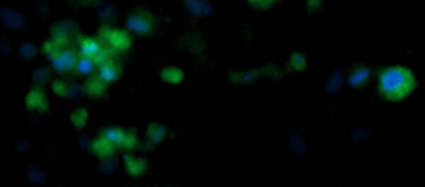 Human FGF-2 AssayLite Antibody (FITC Conjugate)