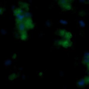 Human Fibroblast Growth Factor 21 (FGF-21) AssayLite Antibody (FITC Conjugate)