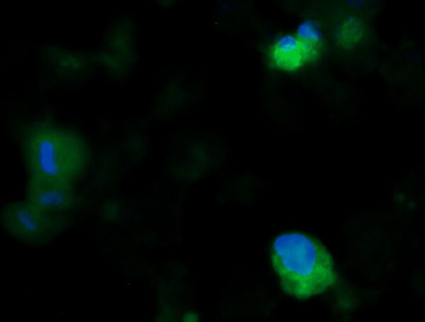 Human EGF Antibody (FITC Conjugate)