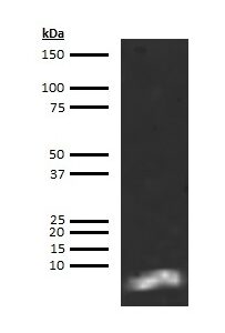 Rat Brain Natriuretic Peptide 45 (BNP-45) Antibody