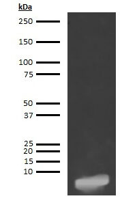 Human Glucagon (GCG) Antibody