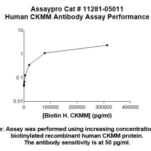 Human Creatine Kinase M-type  (CKMM) Antibody