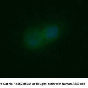 Human Myoglobin (Mb) AssayLite Antibody (FITC Conjugate)