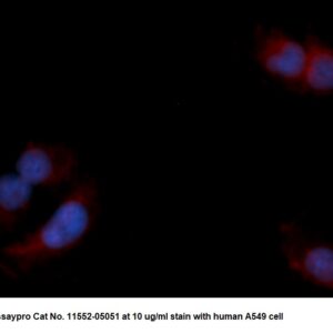 Human Myoglobin (Mb) AssayLite Antibody (RPE Conjugate)