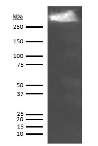 Human Thyroglobulin Antibody (Biotin Conjugate)