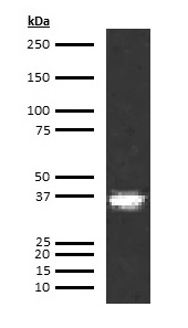 Human Tissue Factor (TF) Antibody