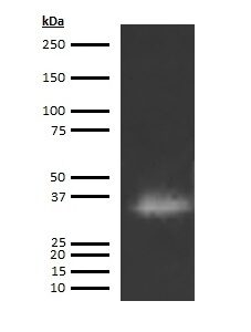 Human Cathepsin G (CG) Antibody (Biotin Conjugate)