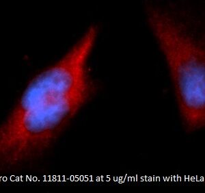 Human Peptidyl-prolyl cis/trans Isomerase (Pin1) AssayLite Antibody (RPE Conjugate)