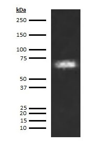 Swine Albumin Antibody (Biotin Conjugate)