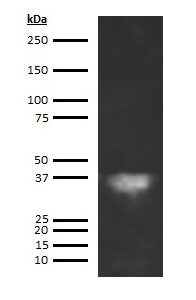 Human Azurocidin Antibody (Biotin Conjugate)