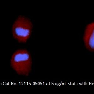 Human Fibroblast Growth Factor 2 (FGF-2) AssayLite Antibody (RPE Conjugate)