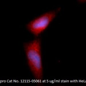 Human Fibroblast Growth Factor 2 (FGF-2) AssayLite Antibody (APC Conjugate)