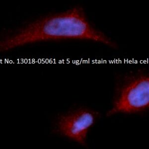 Human Fibroblast Growth Factor 21 (FGF-21) AssayLite Antibody (APC Conjugate)