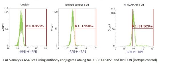 Human alpha-2-Antiplasmin AssayLite Antibody (RPE Conjugate)