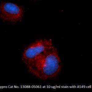 Human Translationally Controlled Tumor Protein (TCTP) AssayLite Antibody (APC Conjugate)