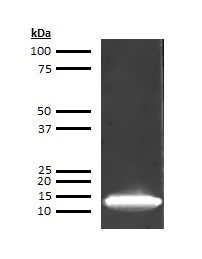 Human Fatty Acid-Binding Protein 1 (FABP1) Antibody