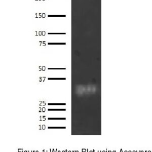 Human C1QBP Antibody (Biotin Conjugate)