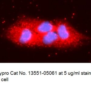 Human C1QBP AssayLite Antibody (APC Conjugate)
