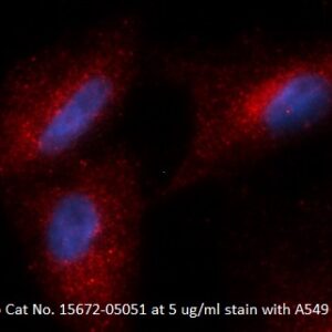 Human Complement Factor Bb AssayLite Antibody (RPE Conjugate)