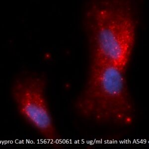 Human Complement Factor Bb AssayLite Antibody (APC Conjugate)