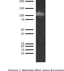 Human ADAMTS13 Antibody (Biotin Conjugate)