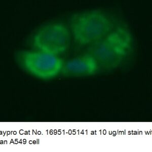 Human ADAMTS13 AssayLite Antibody (FITC Conjugate)