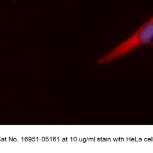Human ADAMTS13 AssayLite Antibody (APC Conjugate)