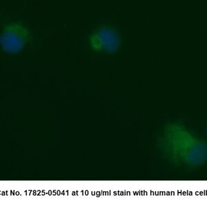 Human Osteonectin/ SPARC AssayLite Antibody (FITC Conjugate)