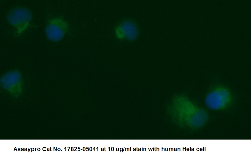 Human Osteonectin/ SPARC AssayLite Antibody (FITC Conjugate)