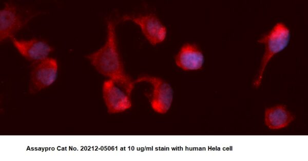 Human Epidermal Growth Factor (EGF) AssayLite Antibody (APC Conjugate)