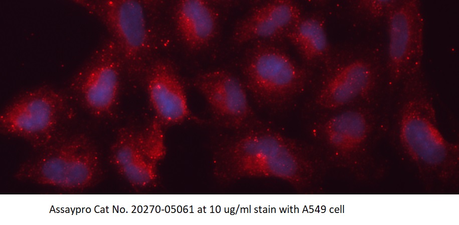 Human Heat Shock Protein 70 (HSP70) AssayLite Antibody (APC Conjugate)