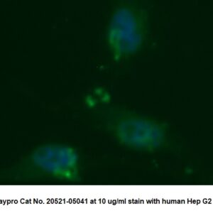 Human Apolipoprotein B (Apo B) AssayLite Antibody (FITC Conjugate)