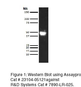 Human Leucine-rich Alpha-2-Glycoprotein (LRG1) Antibody