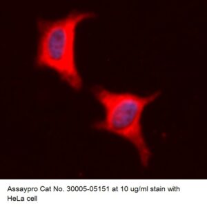 Human Galectin-1 (Gal-1) AssayLite Antibody (RPE Conjugate)