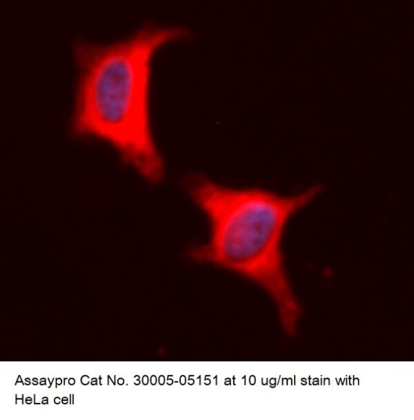 Human Galectin-1 (Gal-1) AssayLite Antibody (RPE Conjugate)