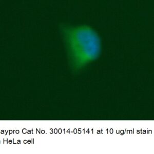 Human Interferon Regulatory Factor 2 (IRF-2) AssayLite Antibody (FITC Conjugate)