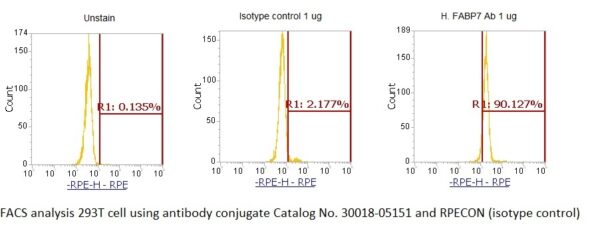 Human Fatty Acid-Binding Protein 7 (FABP7) AssayLite Antibody (RPE Conjugate)