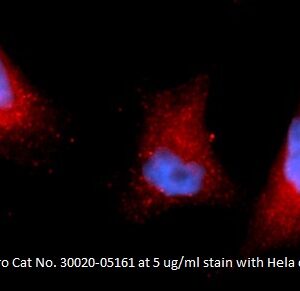 Human Pyruvate Dehydrogenase Kinase Isoform 1 (PDK1) AssayLite Antibody (APC Conjugate)