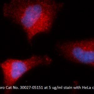 Human Cyclophilin G (PPIG) AssayLite Antibody (RPE Conjugate)