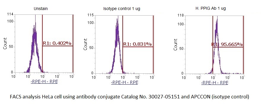 Human Cyclophilin G (PPIG) AssayLite Antibody (RPE Conjugate) - Image 2