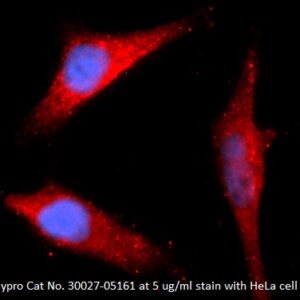 Human Cyclophilin G (PPIG) AssayLite Antibody (APC Conjugate)
