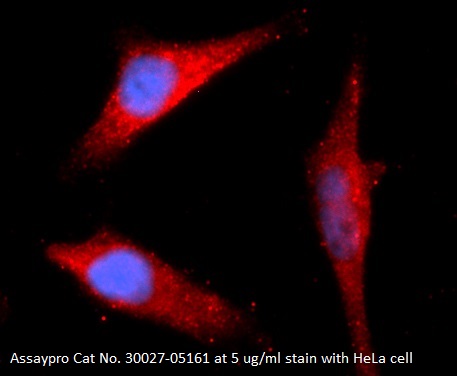 Human Cyclophilin G (PPIG) AssayLite Antibody (APC Conjugate)