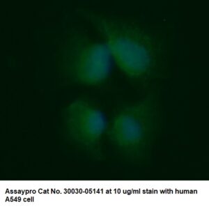 Human Adenylate Kinase 3 (AK 3) AssayLite Antibody (FITC Conjugate)