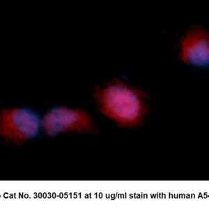 Human Adenylate Kinase 3 (AK 3) AssayLite Antibody (RPE Conjugate)