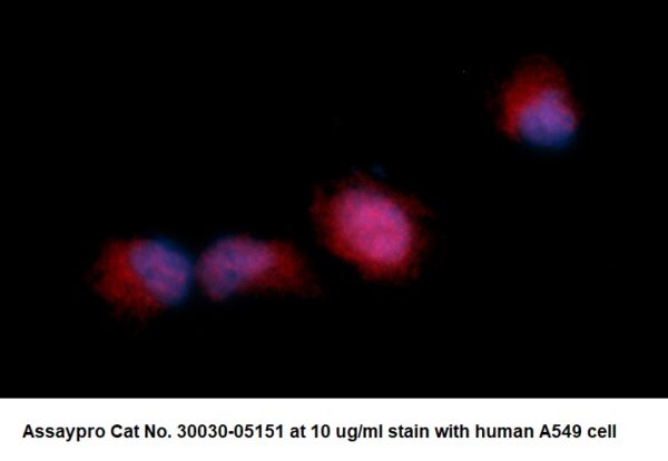 Human Adenylate Kinase 3 (AK 3) AssayLite Antibody (RPE Conjugate)
