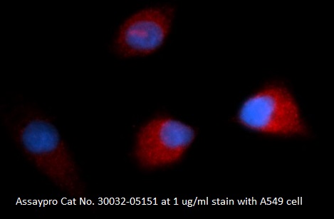 Human Macrophage Colony Stimulating Factor (MCSF) AssayLite Antibody (RPE Conjugate)