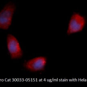 Human Fibroblast Growth Factor 12 (FGF-12) AssayLite Antibody (RPE Conjugate)