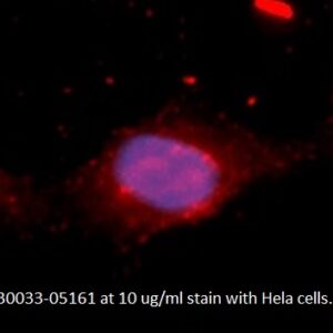 Human Fibroblast Growth Factor 12 (FGF-12) AssayLite Antibody (APC Conjugate)